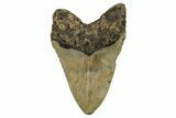 Fossil Megalodon Tooth - North Carolina #255379-2